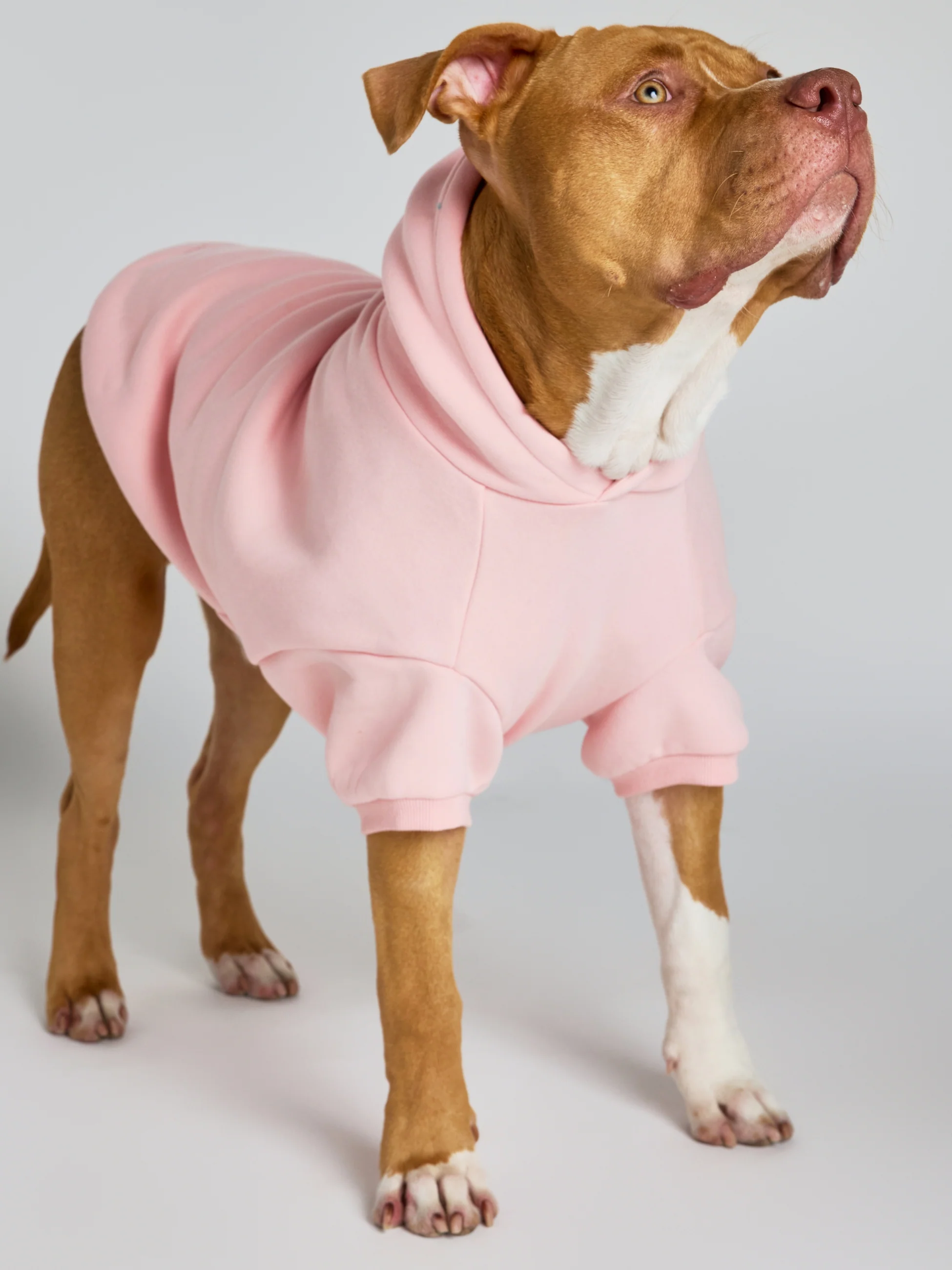 Pastel Paw Hoodie