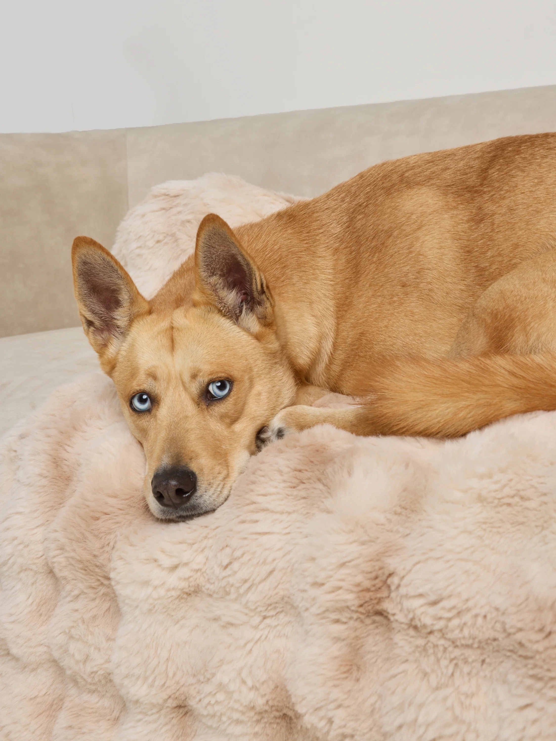 Dream Cloud Pet Sofa Bed