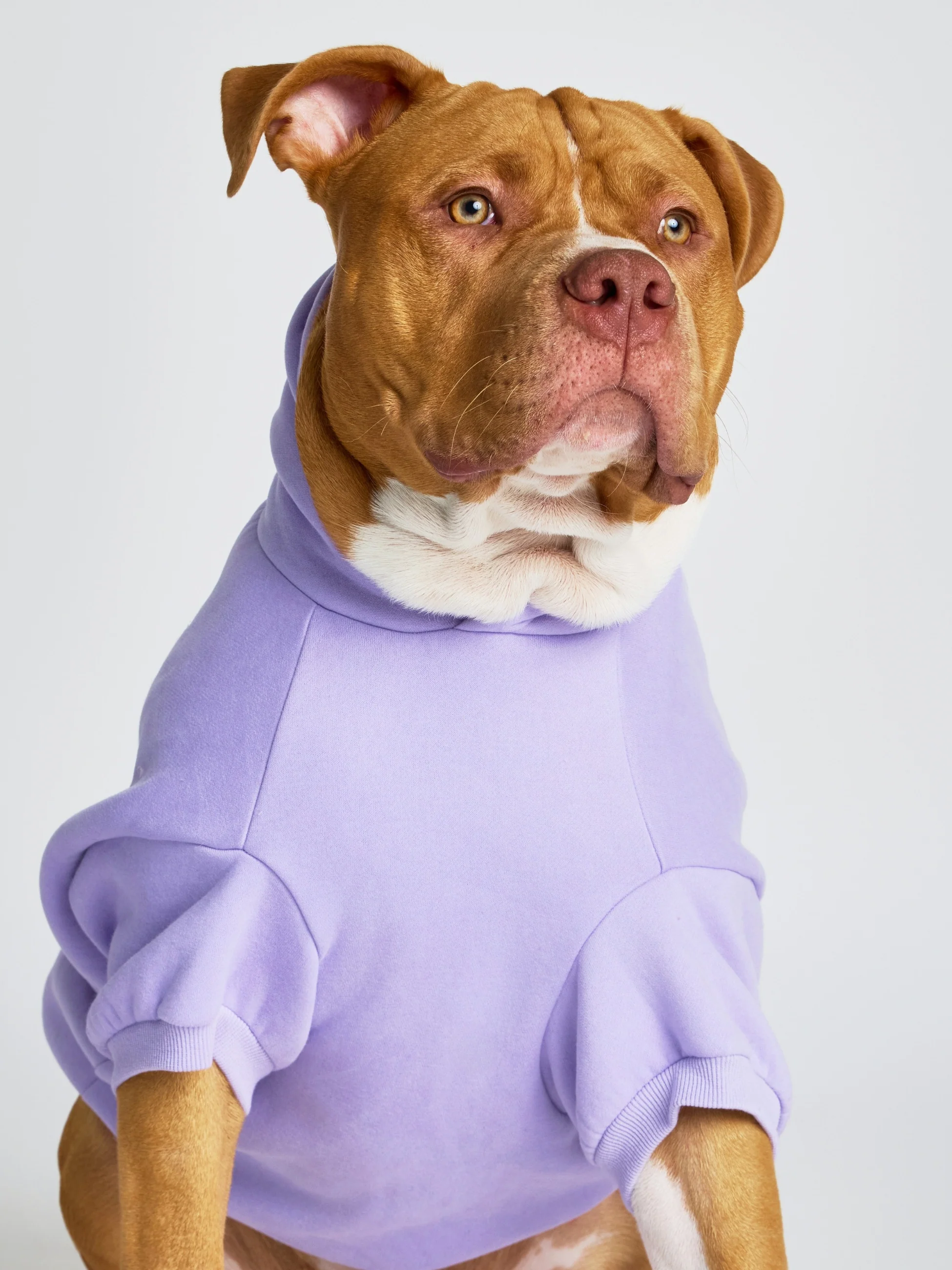 Pastel Paw Hoodie - Pre Order 15 Pastel Paw Hoodie - Pre Order