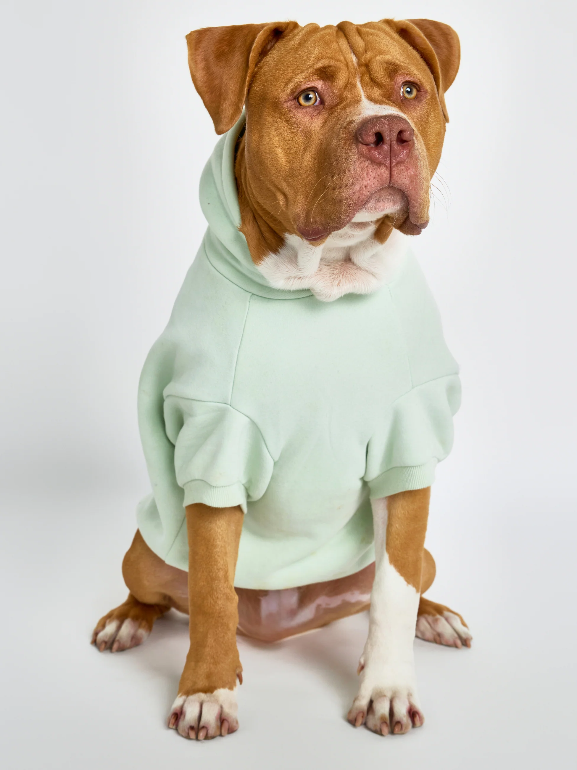Pastel Paw Hoodie - Pre Order 16 Pastel Paw Hoodie - Pre Order