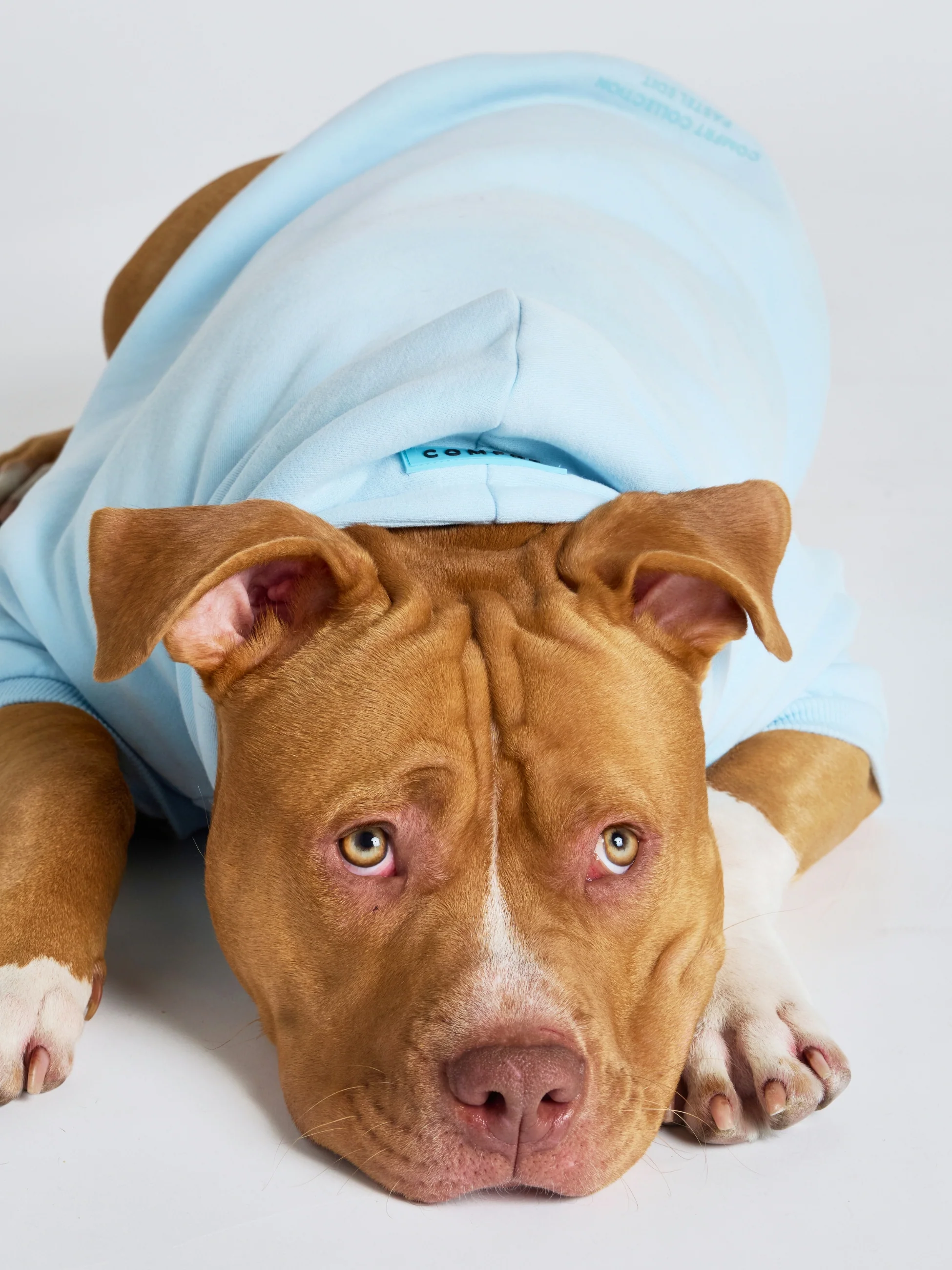 Pastel Paw Hoodie - Pre Order 4 Pastel Paw Hoodie - Pre Order