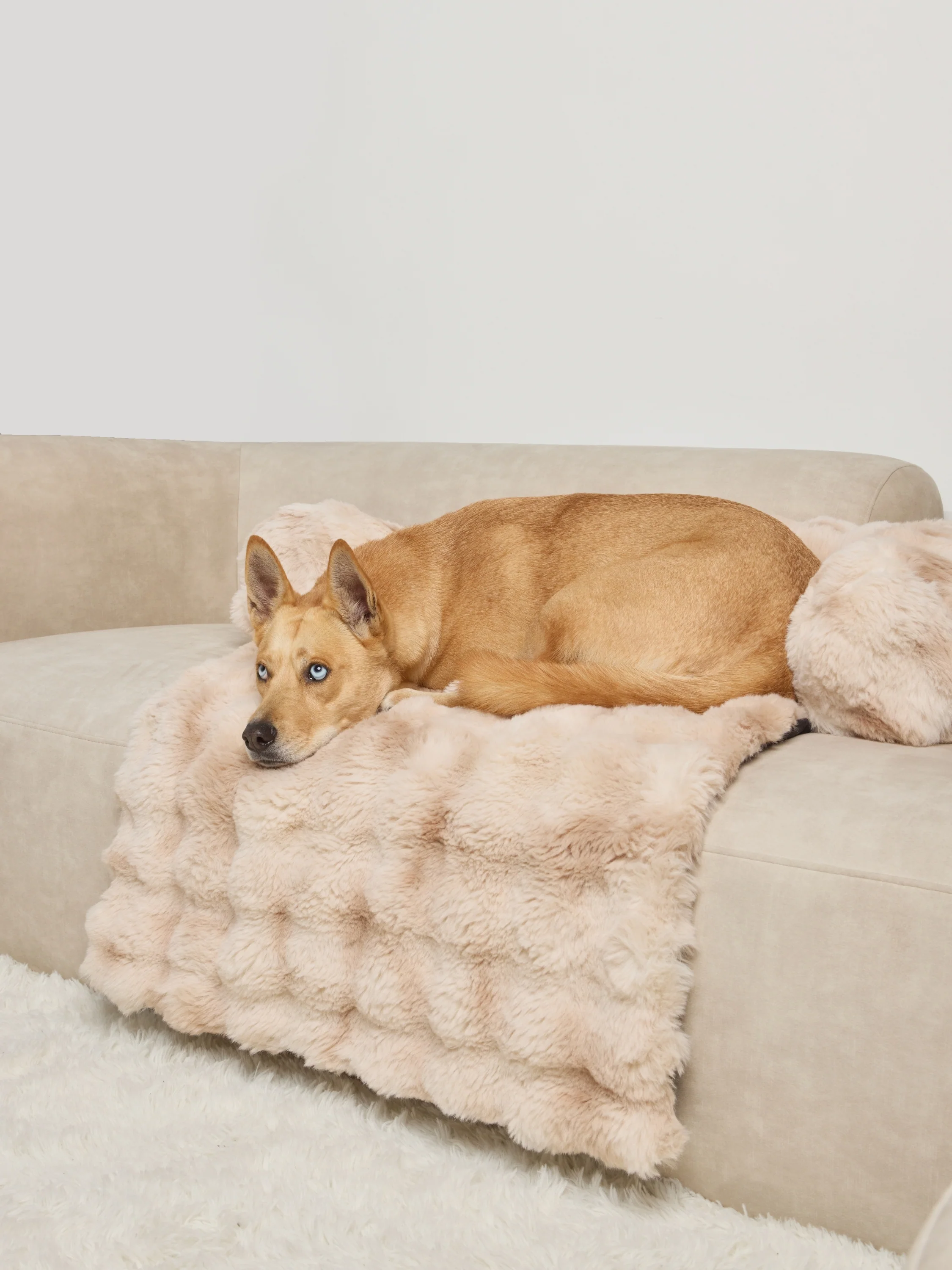 Dream Cloud Pet Sofa Bed - Pre Order